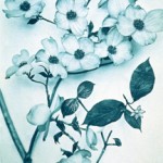 Subtropics Issue 16 
